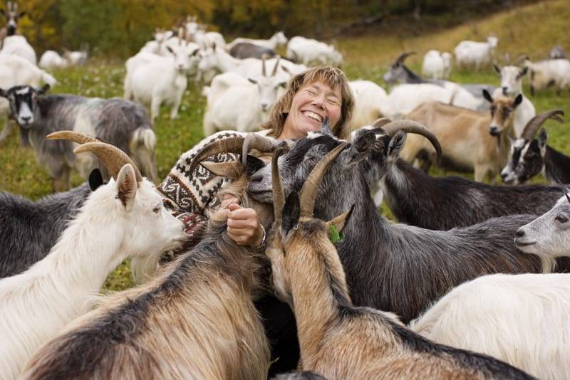 Kvinne omgitt av geiter med horn på gården