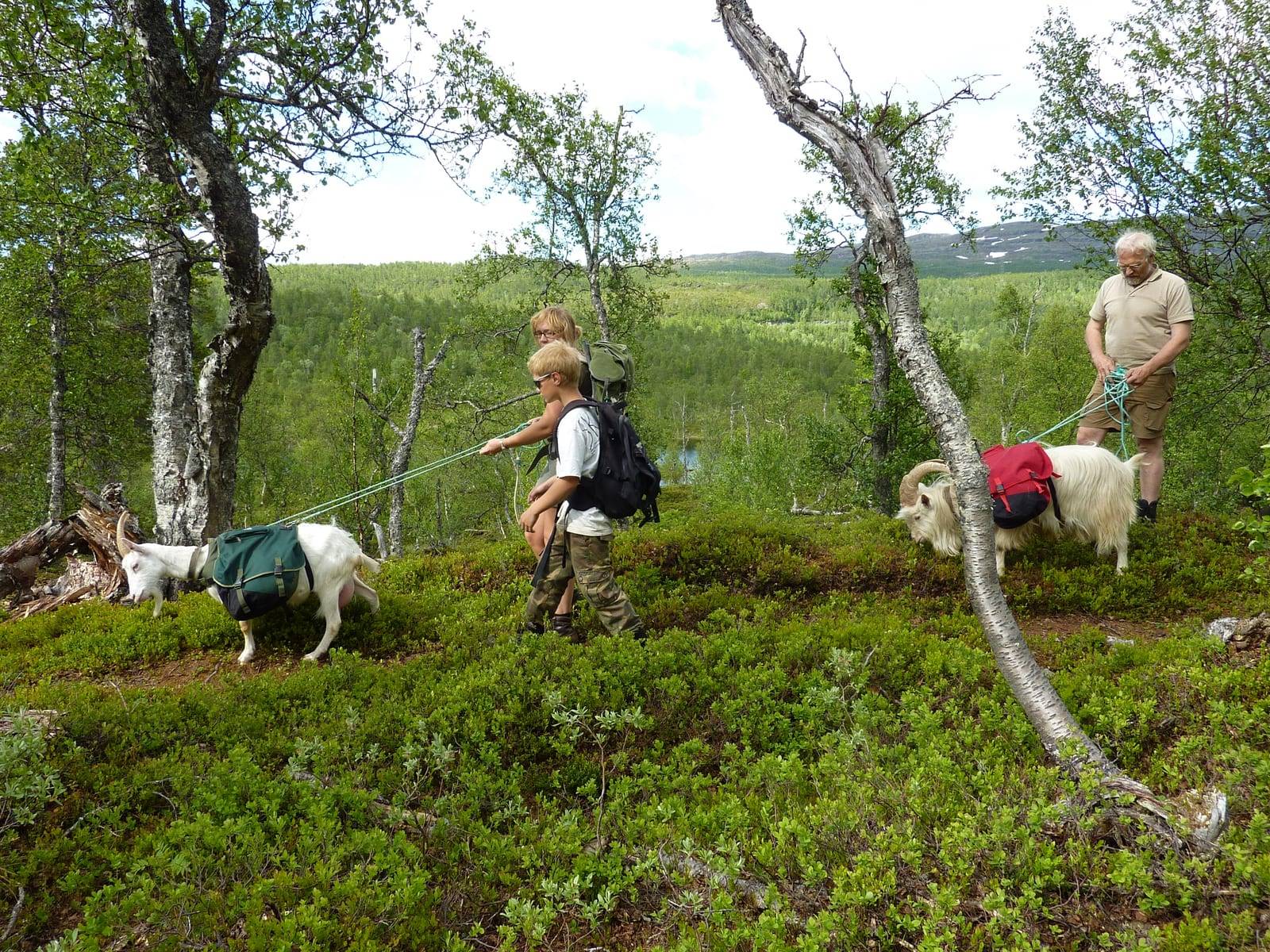 Turgåere på sti i skogen sammen med geiter som bærer kløv
